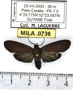  (Glaucostola holophaea - MILA 0736)  @14 [ ] Copyright (2010) Michel Laguerre Research Collection of Michel Laguerre