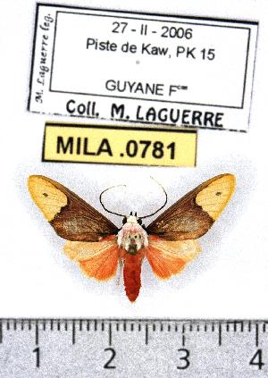  (Evius lobata - MILA 0781)  @14 [ ] Copyright (2010) Michel Laguerre Research Collection of Michel Laguerre