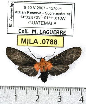  (Haemanota haemabasis - MILA 0788)  @14 [ ] Copyright (2010) Michel Laguerre Research Collection of Michel Laguerre