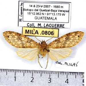  (Lophocampa sp. 2-ML7 - MILA 0806)  @13 [ ] Copyright (2010) Michel Laguerre Research Collection of Michel Laguerre