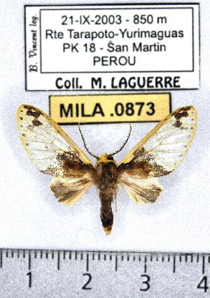 (Amaxia perapyga - MILA 0873)  @13 [ ] Copyright (2010) Michel Laguerre Research Collection of Michel Laguerre