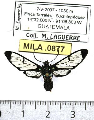  (Xanthyda xanthosticta - MILA 0877)  @14 [ ] Copyright (2010) Michel Laguerre Research Collection of Michel Laguerre