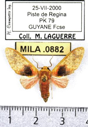  (Amaxia gnosia - MILA 0882)  @14 [ ] Copyright (2010) Michel Laguerre Research Collection of Michel Laguerre