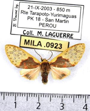  (Amaxia sp. 3-ML - MILA 0923)  @14 [ ] Copyright (2010) Michel Laguerre Research Collection of Michel Laguerre