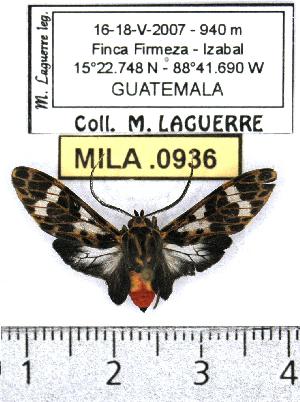  (Heliura rhodophila - MILA 0936)  @14 [ ] Copyright (2010) Michel Laguerre Research Collection of Michel Laguerre