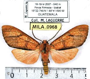  (Elysius sp. 1-ML - MILA 0968)  @13 [ ] Copyright (2010) Michel Laguerre Research Collection of Michel Laguerre