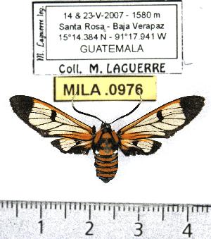  (Gymnelia ethodea - MILA 0976)  @13 [ ] Copyright (2010) Michel Laguerre Research Collection of Michel Laguerre