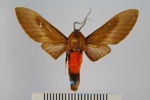  (Himerarctia griseipennis - BEVI0950)  @15 [ ] Copyright (2010) Benoit Vincent The Research Collection of Benoit Vincent
