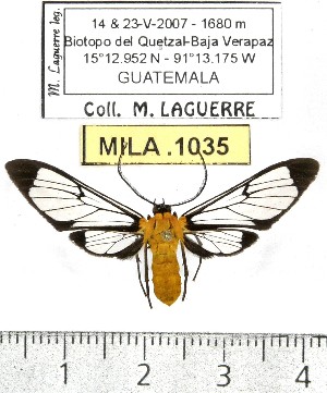 (Cosmosoma impudica - MILA 1035)  @14 [ ] Copyright (2010) Michel Laguerre The Research Collection of Michel Laguerre