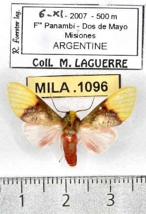  (Demolis albicostata - MILA 1096)  @14 [ ] Copyright (2010) Michel Laguerre The Research Collection of Michel Laguerre