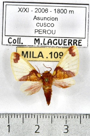  (Epimolis flavonotata - MILA 1099)  @13 [ ] Copyright (2010) Michel Laguerre The Research Collection of Michel Laguerre