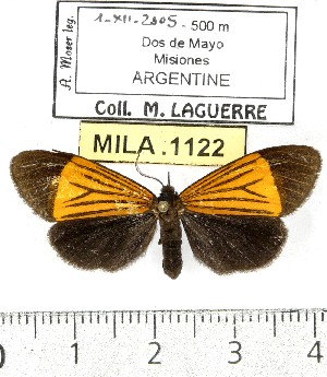  (Episcea extravagans - MILA 1122)  @14 [ ] Copyright (2010) Michel Laguerre The Research Collection of Michel Laguerre