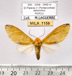  (Symphlebia erratum - MILA 1158)  @14 [ ] Copyright (2010) Michel Laguerre The Research Collection of Michel Laguerre