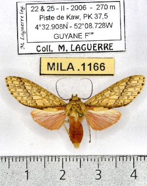  (Haemaphlebiella formona - MILA 1166)  @15 [ ] Copyright (2010) Michel Laguerre The Research Collection of Michel Laguerre