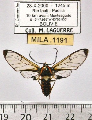  (Gymnelia pavo - MILA 1191)  @14 [ ] Copyright (2010) Michel Laguerre The Research Collection of Michel Laguerre