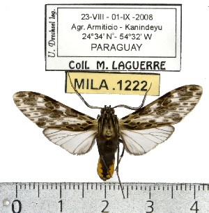  (Eucereon amazonum - MILA 1222)  @14 [ ] Copyright (2010) Michel Laguerre Research Collection of Michel Laguerre