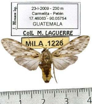  (Eucereon sp. ML1 - MILA 1226)  @13 [ ] Copyright (2010) Michel Laguerre Research Collection of Michel Laguerre