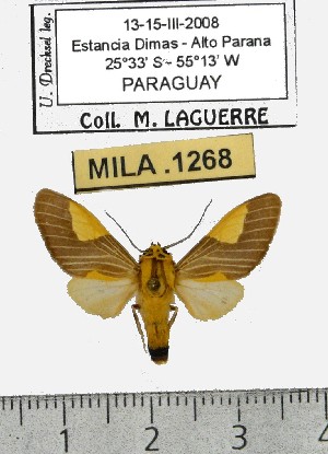  (Rhipha flavithorax - MILA 1268)  @13 [ ] Copyright (2010) Michel Laguerre Research Collection of Michel Laguerre