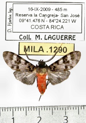  (Eucereon sp. ML3 - MILA 1290)  @13 [ ] Copyright (2010) Michel Laguerre Research Collection of Michel Laguerre