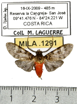  (Eucereon sp. ML3 - MILA 1291)  @13 [ ] Copyright (2010) Michel Laguerre Research Collection of Michel Laguerre