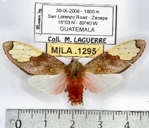  (Bertholdia flavilucens - MILA 1295)  @14 [ ] Copyright (2010) Michel Laguerre Research Collection of Michel Laguerre
