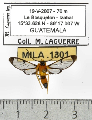  ( - MILA 1301)  @13 [ ] Copyright (2010) Michel Laguerre Research Collection of Michel Laguerre