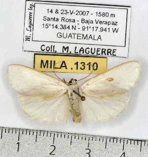  (Agylla sp. ML3 - MILA 1310)  @14 [ ] Copyright (2010) Michel Laguerre Research Collection of Michel Laguerre