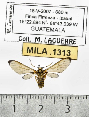  (Pheia stratiotes - MILA 1313)  @13 [ ] Copyright (2010) Michel Laguerre Research Collection of Michel Laguerre