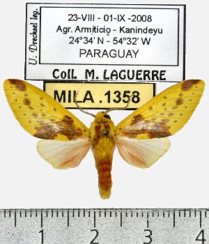  (Symphlebia distincta - MILA 1358)  @15 [ ] Copyright (2010) Michel Laguerre Research Collection of Michel Laguerre