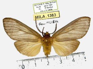  (Elysius pachycera - MILA 1383)  @14 [ ] Copyright (2010) Michel Laguerre Research Collection of Michel Laguerre