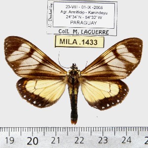  (Dysschema nigrivenata - MILA 1433)  @14 [ ] Copyright (2010) Michel Laguerre Research Collection of Michel Laguerre