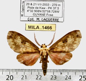  (Echeta rhodoptera - MILA 1466)  @14 [ ] Copyright (2010) Michel Laguerre Research Collection of Michel Laguerre