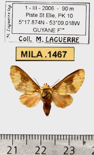  (Echeta semirosea - MILA 1467)  @14 [ ] Copyright (2010) Michel Laguerre Research Collection of Michel Laguerre