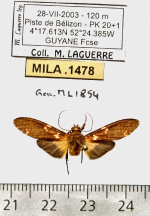  (Coiffaitarctia ockendeni - MILA 1478)  @12 [ ] Copyright (2010) Michel Laguerre Research Collection of Michel Laguerre