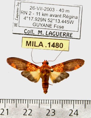  (Coiffaitarctia henrici - MILA 1480)  @11 [ ] Copyright (2010) Michel Laguerre Research Collection of Michel Laguerre