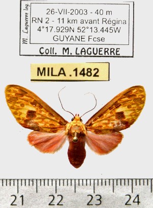  (Eriostepta roseireta - MILA 1482)  @11 [ ] Copyright (2010) Michel Laguerre Research Collection of Michel Laguerre