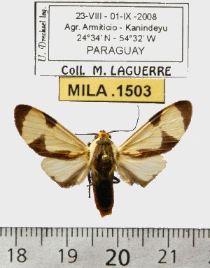  (Pryteria borussica - MILA 1503)  @14 [ ] Copyright (2010) Michel Laguerre Research Collection of Michel Laguerre