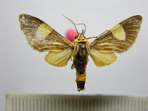  ( - BEVI1576)  @14 [ ] No Rights Reserved (2012) Benoit Vincent Research Collection of Benoit Vincent