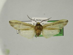  ( - BEVI2463)  @11 [ ] No Rights Reserved (2024) Benoit VINCENT Unspecified