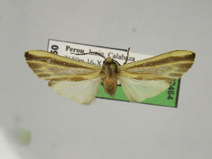  ( - BEVI2464)  @11 [ ] No Rights Reserved (2024) Benoit VINCENT Unspecified