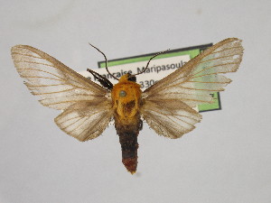  ( - BEVI2499)  @11 [ ] No Rights Reserved (2024) Benoit VINCENT Unspecified