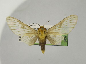  ( - BEVI2500)  @11 [ ] No Rights Reserved (2024) Benoit VINCENT Unspecified