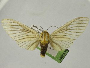  (Disconeura drucei - BEVI2501)  @11 [ ] No Rights Reserved (2024) Benoit VINCENT Unspecified