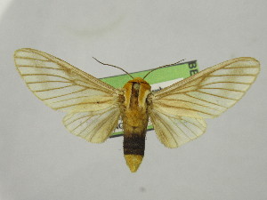  (Disconeura dissimilis - BEVI2502)  @11 [ ] No Rights Reserved (2024) Benoit VINCENT Unspecified