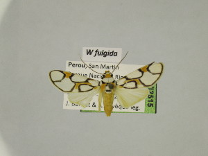  (Watsonidia fulgida - BEVI2515)  @11 [ ] No Rights Reserved (2024) Benoit VINCENT Unspecified