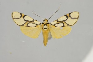  ( - BEVI2559)  @11 [ ] No Rights Reserved (2025) Benoit VINCENT Unspecified