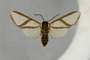  ( - BEVI2590)  @11 [ ] No Rights Reserved (2025) Benoit VINCENT Unspecified