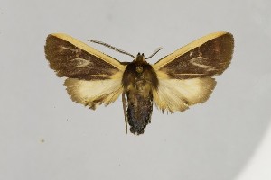  ( - BEVI2600)  @11 [ ] No Rights Reserved (2025) Benoit VINCENT Unspecified