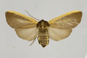  ( - BEVI2601)  @11 [ ] No Rights Reserved (2025) Benoit VINCENT Unspecified