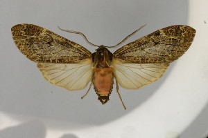  (Amastus ambrosia - BEVI2618)  @11 [ ] No Rights Reserved (2025) Benoit VINCENT Unspecified